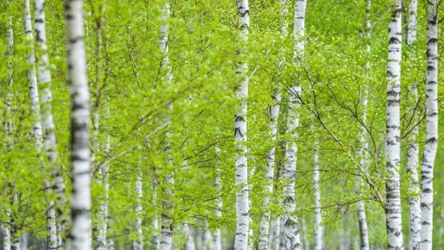 Die jungen Blätter von Birken leuchten in der Reicherskreuzer Heide im Naturpark Schlaubetal nahe Henzendorf. Die jungen Blätter von Birken leuchten in der Reicherskreuzer Heide im Naturpark Schlaubetal nahe Henzendorf.