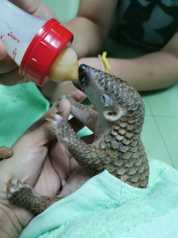 Aufzucht eines gefährdeten Schuppentierchens in Thailand.