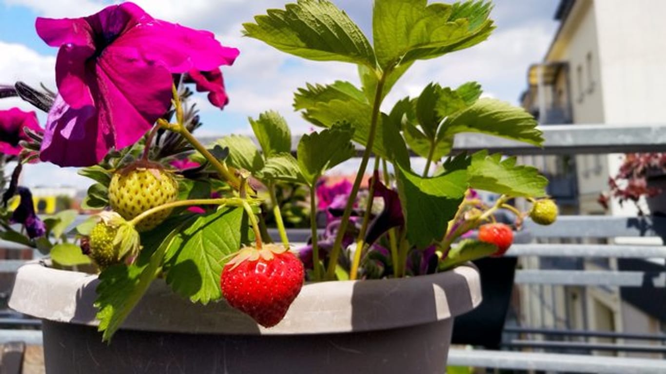 Alle gängigen Erdbeer-Sorten eignen sich für den Anbau im Kübel auf dem Balkon.
