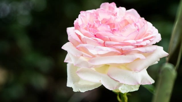 Die meisten Rosen brauchen im Sommer keinen Schnitt.