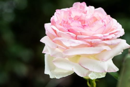 Die meisten Rosen brauchen im Sommer keinen Schnitt.