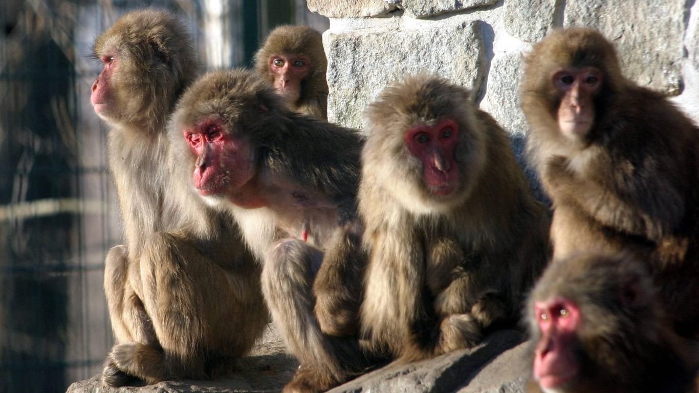 Japanmakaken: Die aus dem Zoo entkommenenen Tiere könnten sich mit anderen freilebenden Affen kreuzen, befürchten Experten. (Symbolbild)