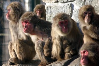 Japanmakaken: Die aus dem Zoo entkommenenen Tiere könnten sich mit anderen freilebenden Affen kreuzen, befürchten Experten. (Symbolbild)