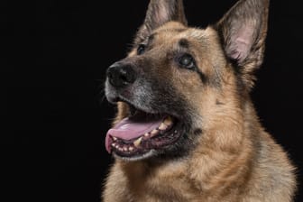 Ein Schäferhund: Der 29-Jährige stritt anschließend ab, seinem Hund den Befehl zum Beißen gegeben zu haben. (Symbolbild)