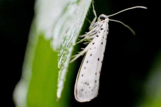 Die Apfelgespinstmotte ist ein etwa zwei Zentimeter großer Schmetterling mit weißen, schwarz-gepunkteten Vorderflügeln.