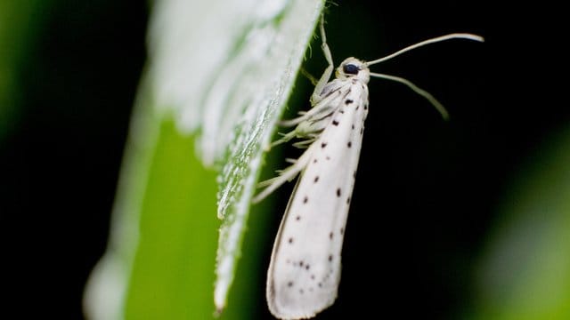 Schädling: Die Apfelgespinstmotte ist ein etwa zwei Zentimeter großer Schmetterling mit weißen, schwarz-gepunkteten Vorderflügeln.