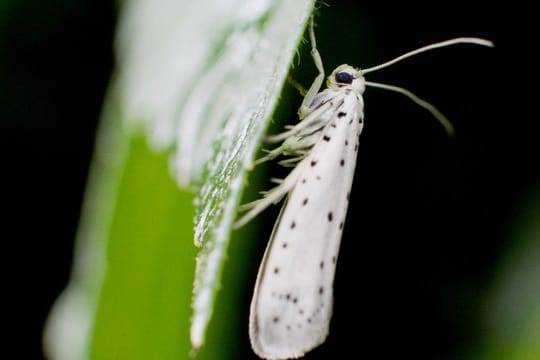 Schädling: Die Apfelgespinstmotte ist ein etwa zwei Zentimeter großer Schmetterling mit weißen, schwarz-gepunkteten Vorderflügeln.