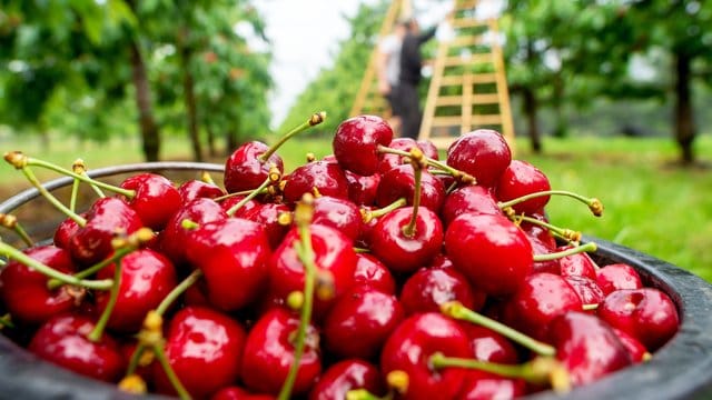 Kirschen: Wer Kirschen auf Vorrat pflückt, sollte auf ihren Zustand achten.