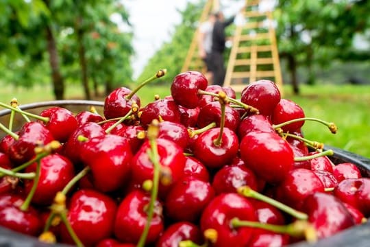 Kirschen: Wer Kirschen auf Vorrat pflückt, sollte auf ihren Zustand achten.