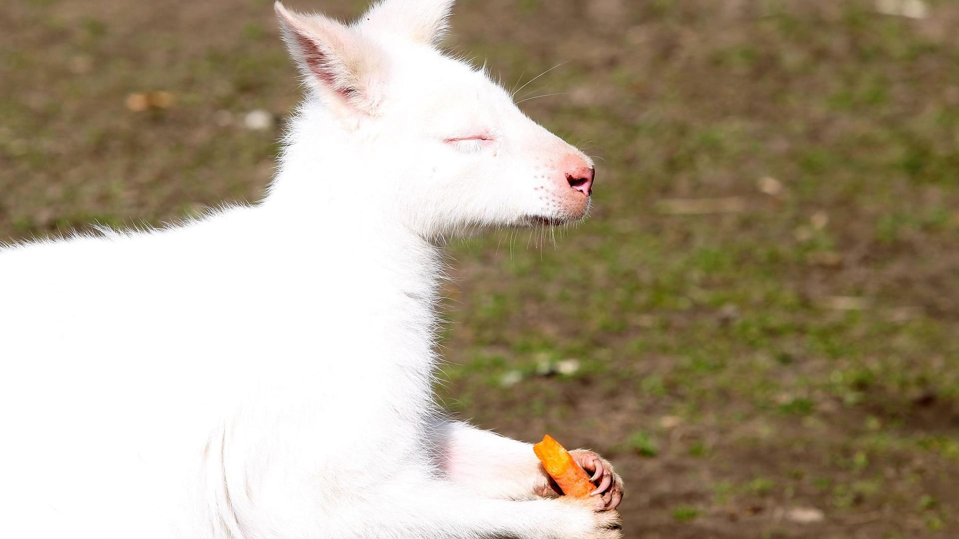 Das Albino-Känguru Frank im Zoo Karlsruhe: Sein Pate hat den gleichen Vornamen.