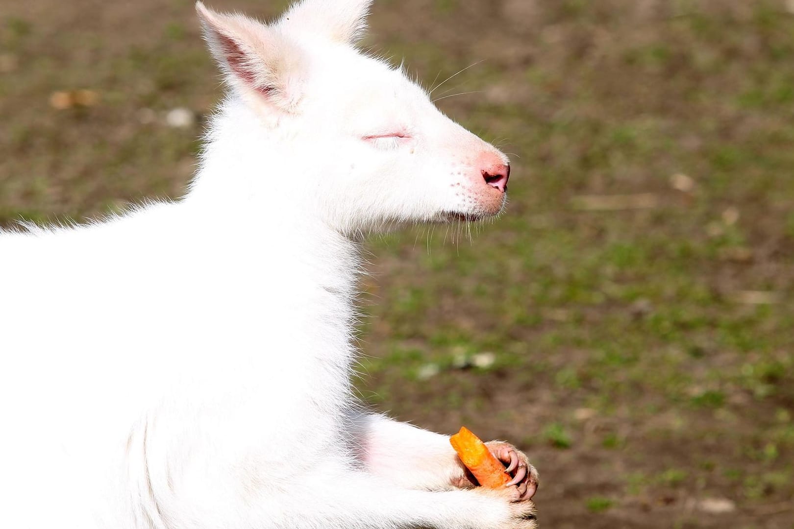 Das Albino-Känguru Frank im Zoo Karlsruhe: Sein Pate hat den gleichen Vornamen.