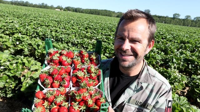 Robert Dahl hält auf einem Feld eine Stiege Erdbeeren