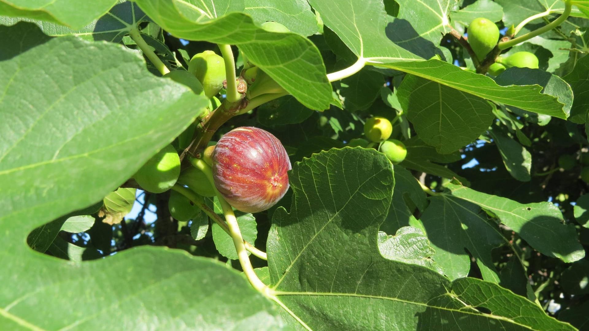 Feigenbaum: Da es in Deutschland immer wärmer wird, wachsen einige Sorten auch hierzulande im Garten.