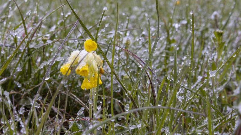 Der Winter ist zurück: Wenn Schneeflocken auf Frühlingsblumen liegen, sind die Eisheiligen ins Land gezogen.