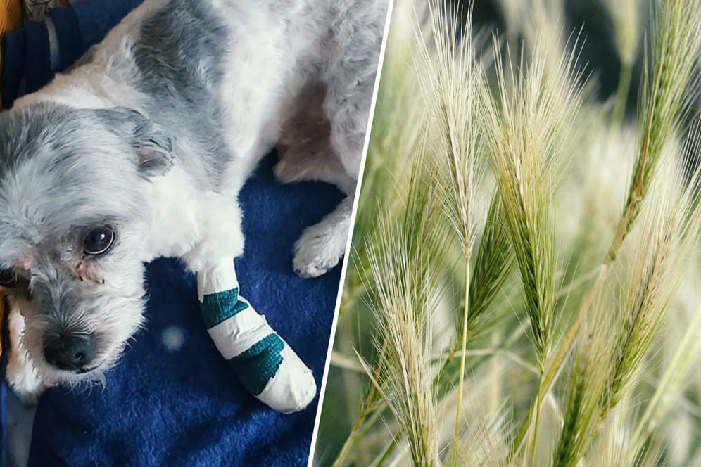Gefahr für Hunde: Grannen von Mäuse-Gerste bleiben im Fell vor allem von Hunden hängen, können sich dann in die Haut bohren und im Körper wandern. Der siebenjährige Havanesen-Rüde Emil hat deshalb wegen einer Entzündung ein Bein bandagiert.