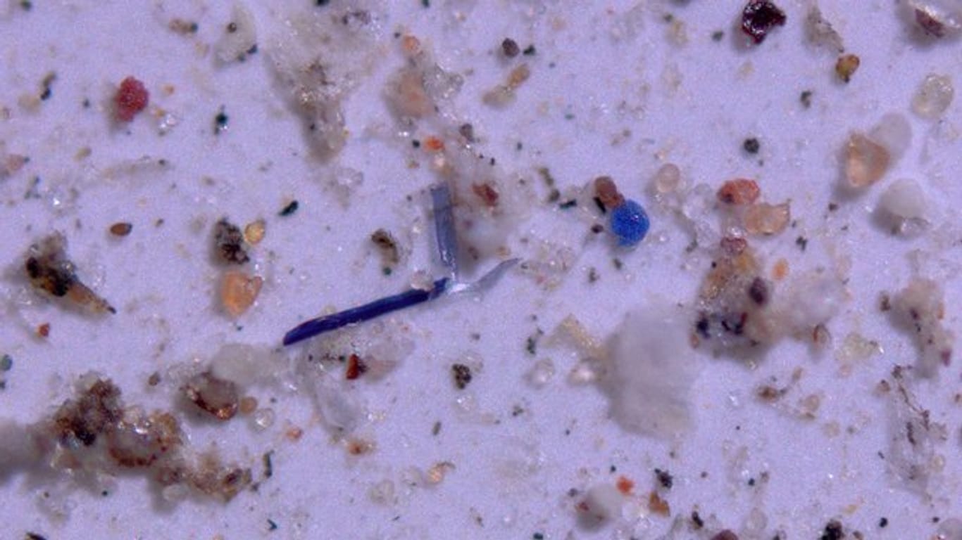 Eine starke Vergrößerung unter dem Mikroskop erlaubt Foschern das Zählen und Zuordnen von Mikroplastikstücken (undatierte Aufnahme).