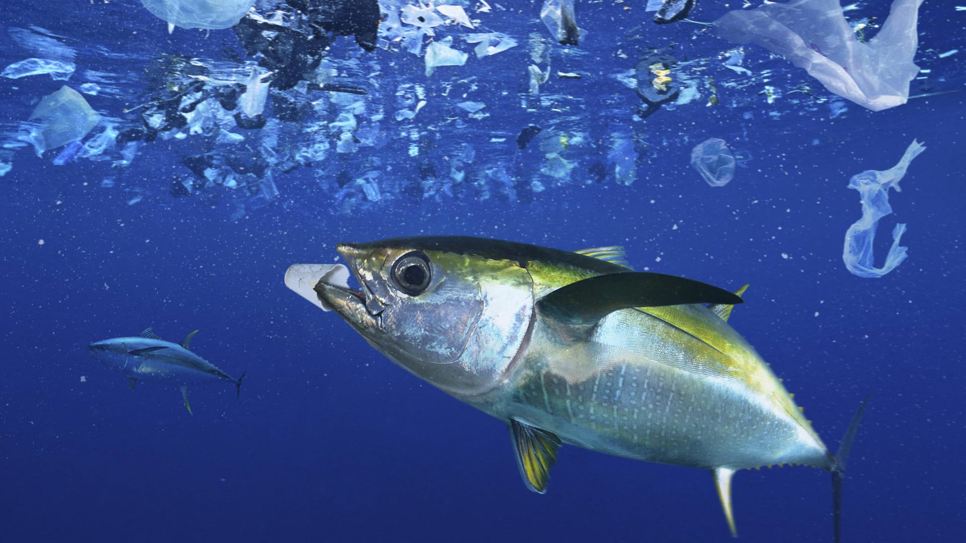 Thunfisch inmitten von Plastik: Selbst in der Tiefsee zersetzt sich Plastikmüll nicht.