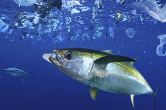 Thunfisch inmitten von Plastik: Selbst in der Tiefsee zersetzt sich Plastikmüll nicht.