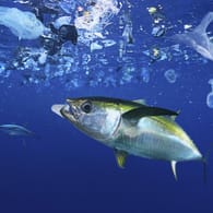 Thunfisch inmitten von Plastik: Selbst in der Tiefsee zersetzt sich Plastikmüll nicht.