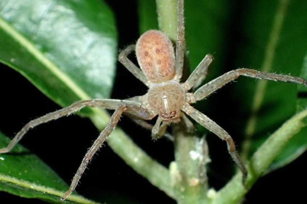 Eine Spinne der neu entdeckten Gattung Thunberga gehört.