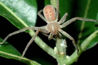 "Thunberga greta": Die auf Madagskar neu entdeckten Riesenspinnen wurden nach der schwedischen Klima-Aktivistin Greta Thunberg benannt.