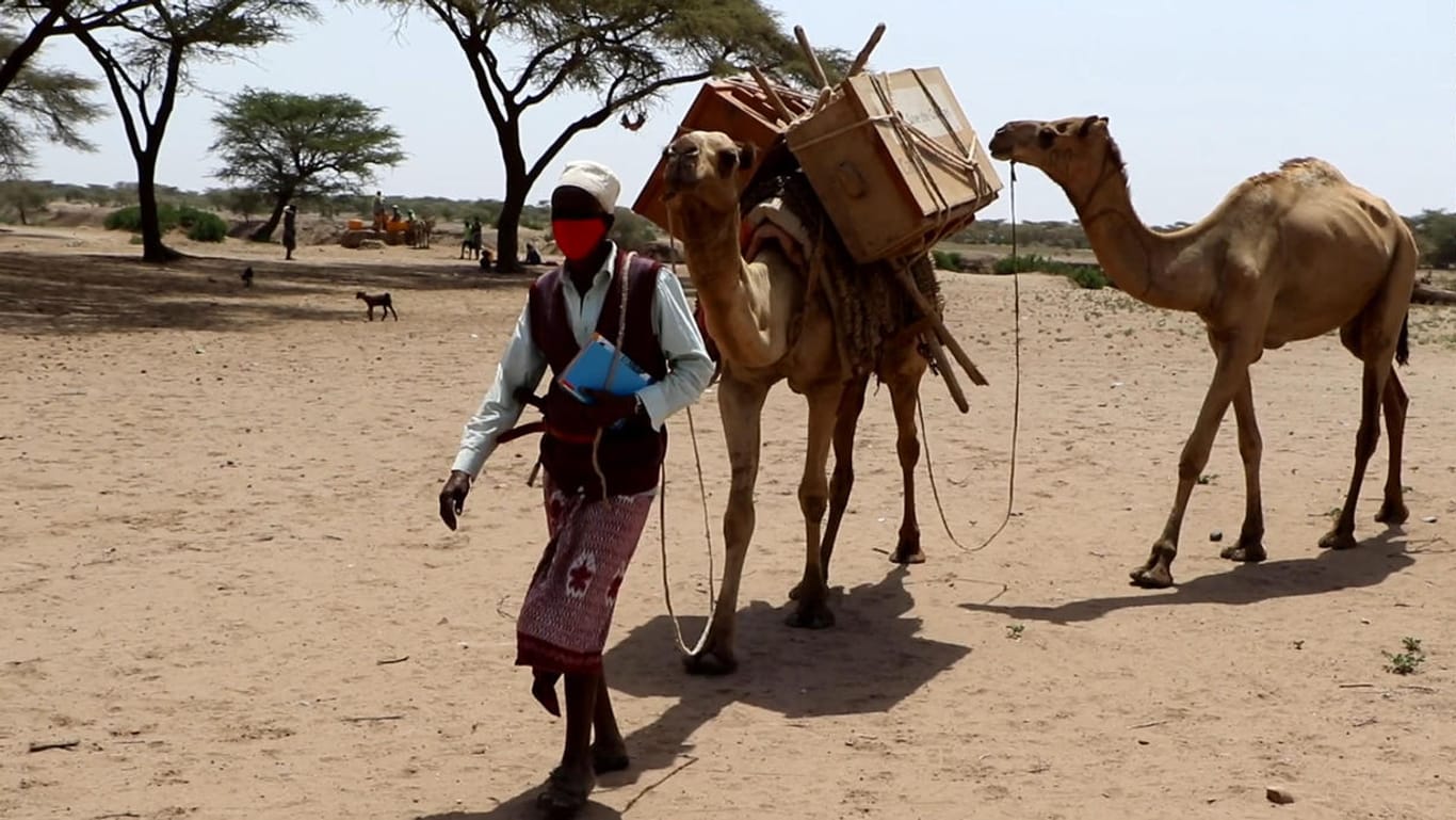 Ein Bibliothekar mit seinen Kamelen: Bücher werden mit den Kamelen über weite Strecken transportiert.