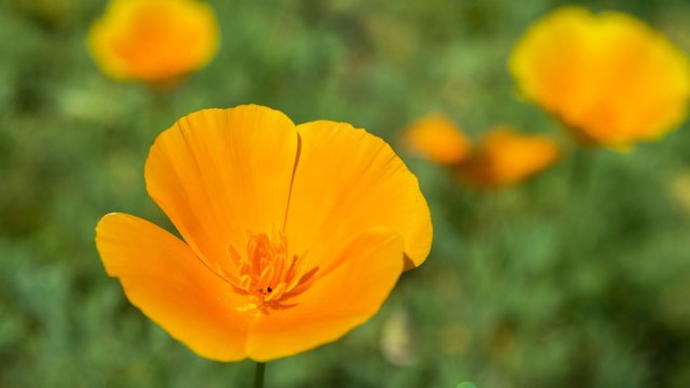 Goldmohn (Eschscholzia californica): Mit seiner Blüte in goldgelb bis -orange macht er seinem Namen alle Ehre.