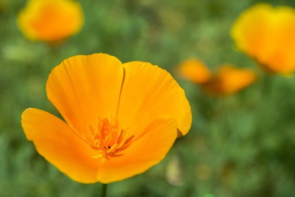 Goldmohn (Eschscholzia californica): Mit seiner Blüte in goldgelb bis -orange macht er seinem Namen alle Ehre.