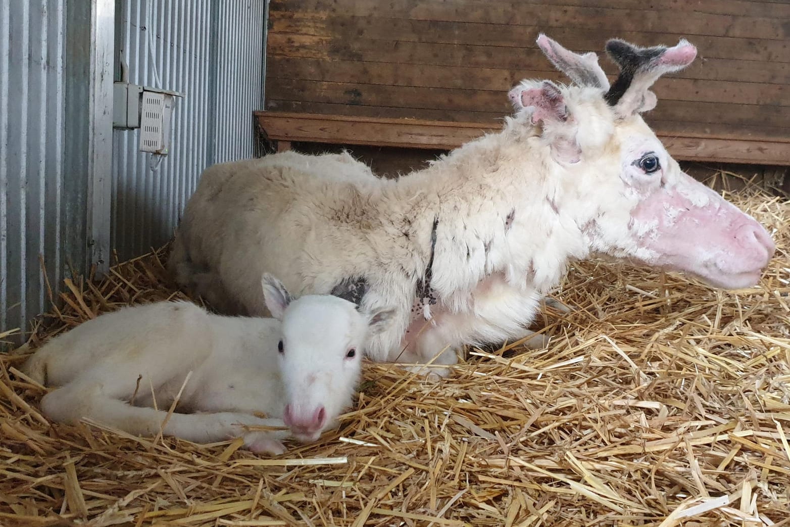 Das weiße Rentierbaby Nala liegt vor seiner Mutter auf Stroh in einem Stall der Rentieralm: Das Tier wurde am 9.Juni geboren.