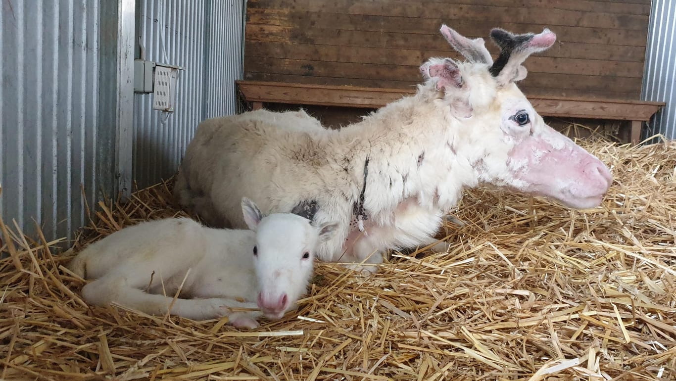 Das weiße Rentierbaby Nala liegt vor seiner Mutter auf Stroh in einem Stall der Rentieralm: Das Tier wurde am 9.Juni geboren.