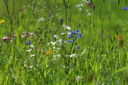 Wenn sie erblühen, sollte man sie in Ruhe lassen: Blumenwiesen sind empfindlich.