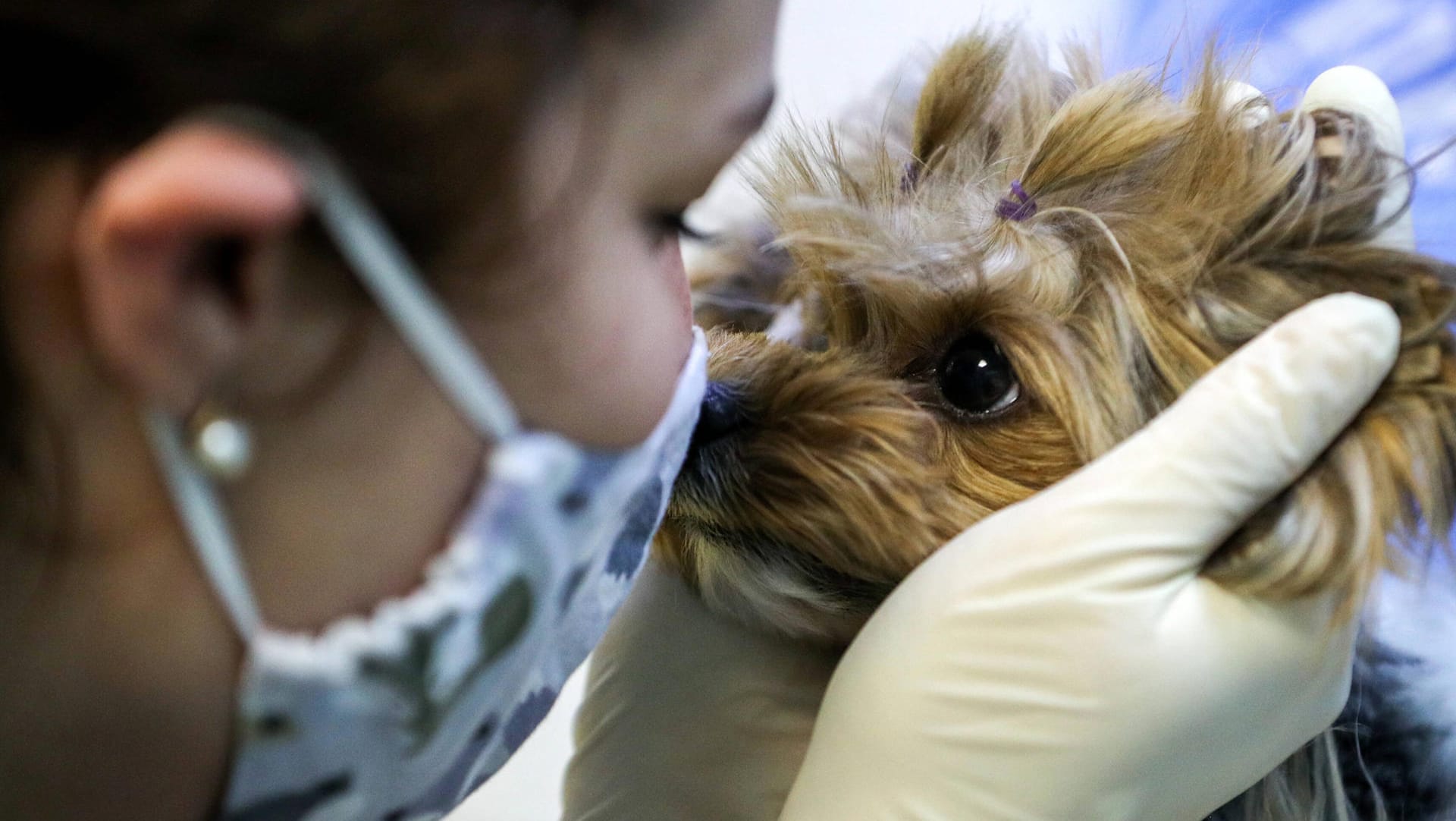 Veterinär mit Yorkshire Terrier: Auch Haustiere wie Hunde und Katzen können sich mit dem Coronavirus infizieren.