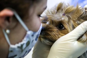 Veterinär mit Yorkshire Terrier: Auch Haustiere wie Hunde und Katzen können sich mit dem Coronavirus infizieren.