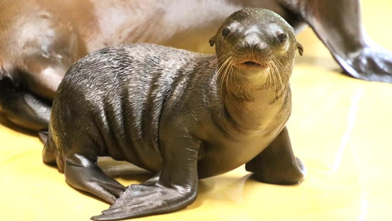 Das neue Seelöwen-Baby im Karlsruher Zoo: Noch ist sein Geschlecht unbekannt.