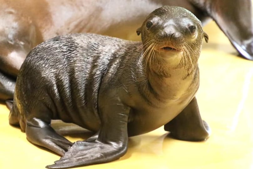 Das neue Seelöwen-Baby im Karlsruher Zoo: Noch ist sein Geschlecht unbekannt.