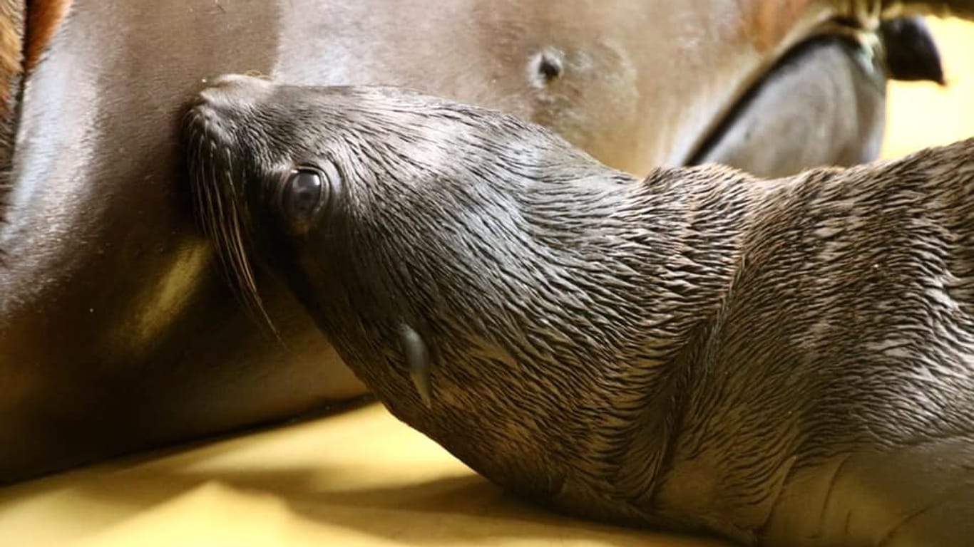 Das Seelöwen-Baby bei seiner Mama Chica: Es trinkt bereits fleißig, so der Zoo.