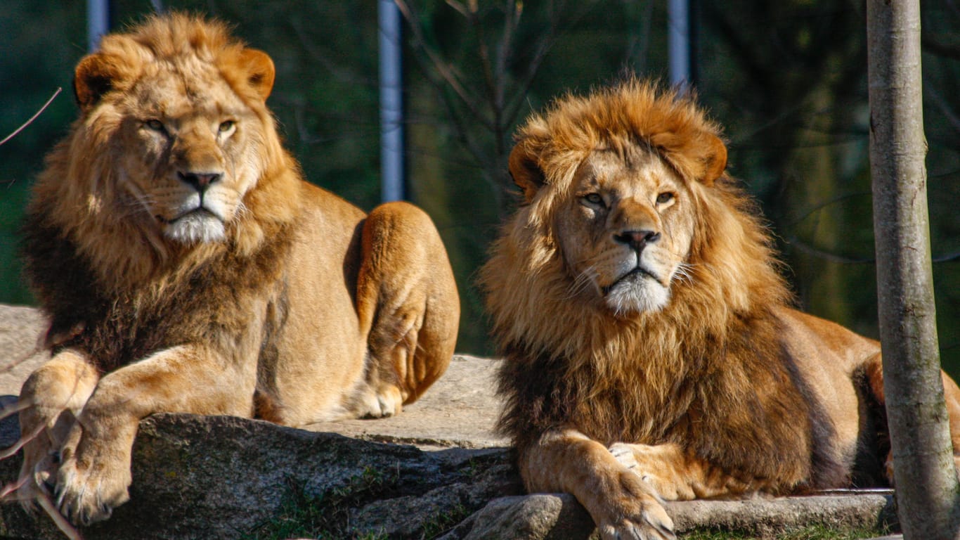 Löwen im Tierpark Hellabrunn: Sie sind das Wappentier des Freistaats Bayern und könnten schon bald ausziehen.