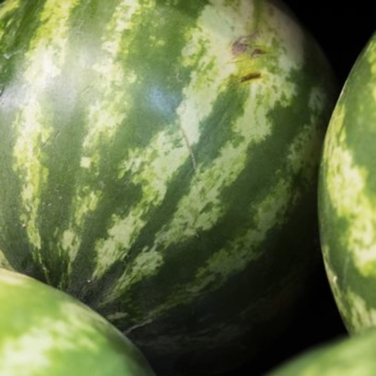 Wassermelone: Mit Klopfen können Sie nicht überprüfen, ob die Frucht reift ist.
