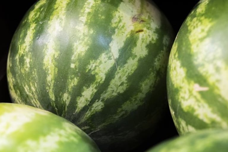 Wassermelone: Mit Klopfen können Sie nicht überprüfen, ob die Frucht reift ist.
