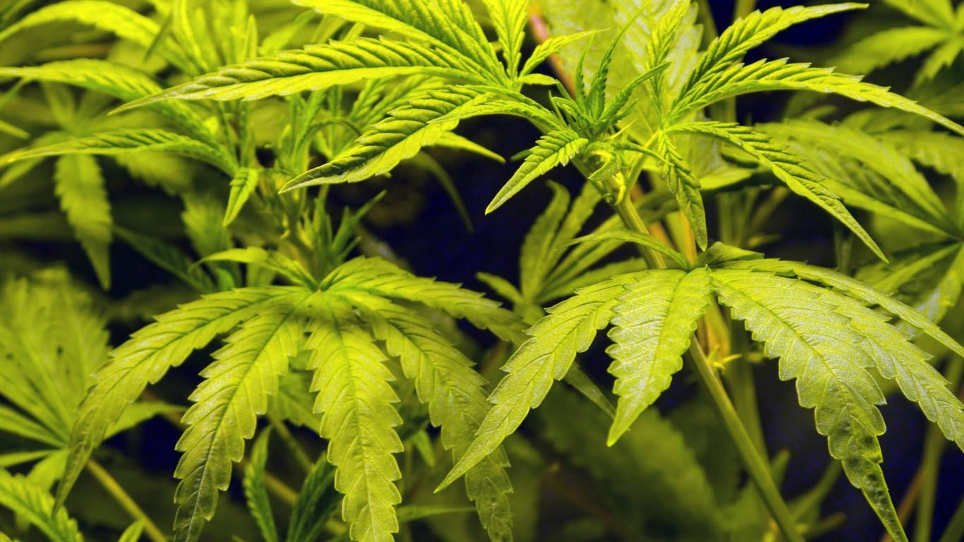 Eine Cannabispflanze (Symbolbild): In Wolfsburg hat die Polizei eine Indoorplantage entdeckt.