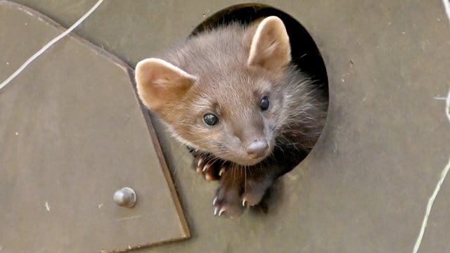 Das Baummarder blickt neugierig in die Welt.