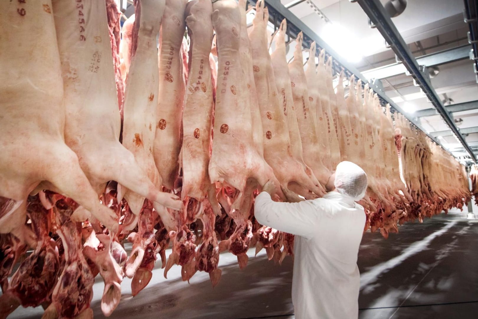 Geschlachtete Schweine in einem Kühlhaus des Fleischunternehmens Tönnies.