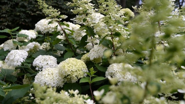 Die Rispenhortensie steht im Spätsommer in voller Blüte.