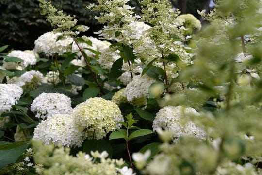 Die Rispenhortensie steht im Spätsommer in voller Blüte.