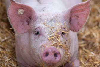 Ein Schwein auf einem Bauernhof (Symbolbild): Da der Schlachthof von Tönnies in Rheda-Wiedenbrück geschlossen ist, müssen Zulieferer umdisponieren.