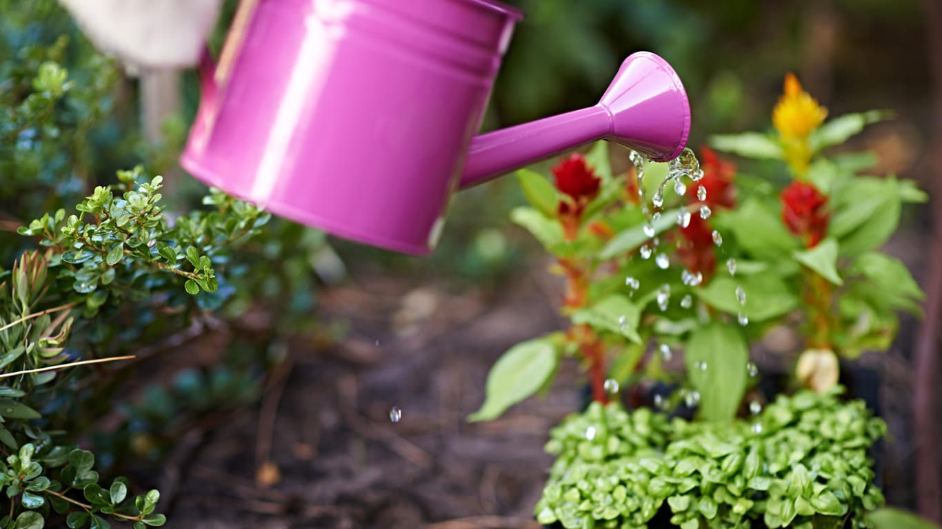 Pflanzen gießen: Wasser, das über Dachflächen aus bestimmten Materialien gelaufen ist, sollte nicht genutzt werden.