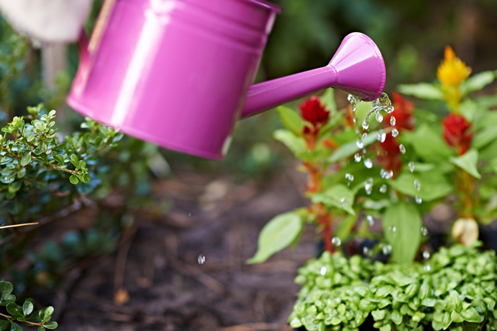 Pflanzen gießen: Wasser, das über Dachflächen aus bestimmten Materialien gelaufen ist, sollte nicht genutzt werden.