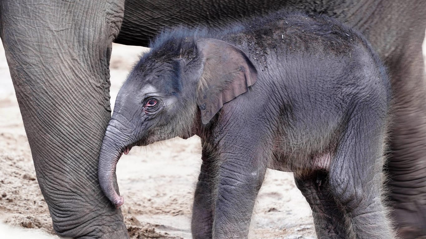 Elefantennachwuchs im Zoo: In Köln ist eine Elefantenkuh geboren worden.