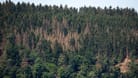 Kranke Bäume zeugen an einem Waldstück von Borkenkäferbefa