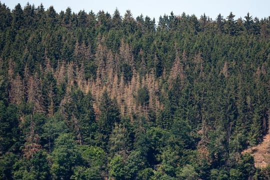 Kranke Bäume zeugen an einem Waldstück von Borkenkäferbefa